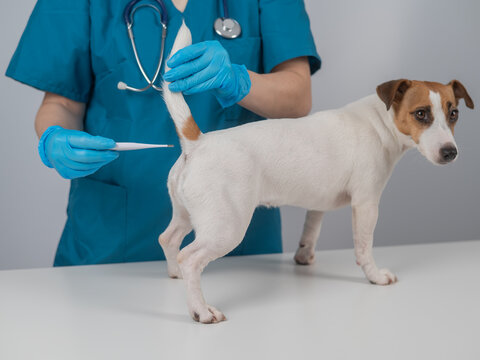 A veterinarian measures the temperature of a Jack Russell Terrier dog rectally with an electronic thermometer.