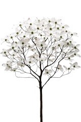 Obraz premium A flowering dogwood tree with white blossoms, isolated on transparent background, PNG file, delicate and vibrant