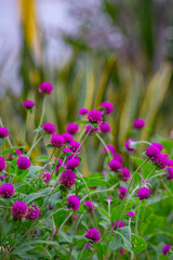 globe amaranth (Gomphrena globosa) in the garden