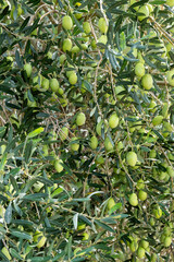 closeup of olive tree with green olives
