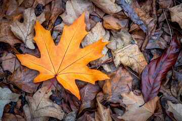 Bright orange maple leaf resting on dry autumn foliage, symbolizing seasonal change