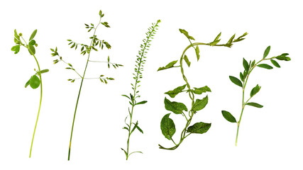 Set of uncultivated meadow plants isolated on white or transparent background