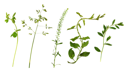 Set of uncultivated meadow plants isolated on white or transparent background