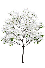 Obraz premium A flowering dogwood tree with white blossoms, isolated on transparent background, PNG file, delicate and vibrant