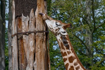Naklejka premium giraffe in the zoo