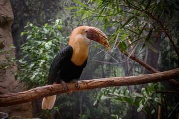 Pronghorn in the zoo enclosure