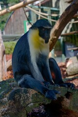 a white tailed macaque