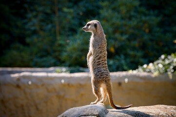 meerkat on the lookout