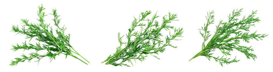 Obraz premium Bunch of Wild Sea Canjina or sea wormwood isolated on a transparent background, Artemisia maritima Cutout PNG