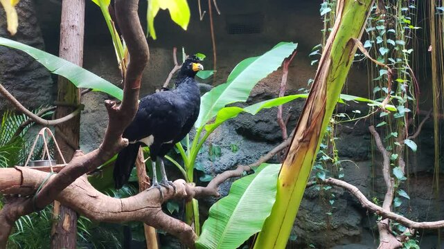 a black curassow with yellow beak standing on the branch 