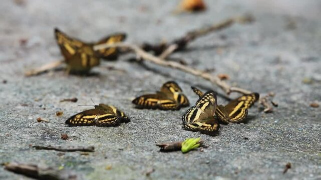 close upLittle Banded Yeoman  butterfly stand on stone at Thailand forest