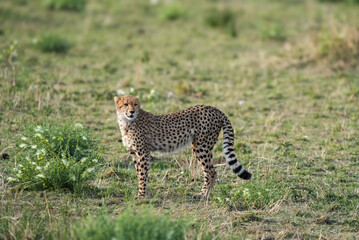 cheetah in Massai Mara hanging out on a Sunday afternoon