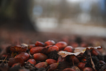 Walnuts in forest. Closeup acorn oak tree on autumn background. acorn oak fruit falling to ground in natural acorn oak forests. Brown nuts for baking coffee cake, North African acorn oak.