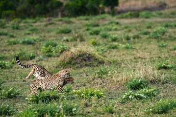 cheetah family in Massai Mara hanging out on a Sunday afternoon