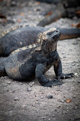 iGUANA MARIANA DE GALAPAGOS