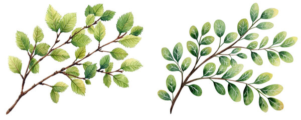 Obraz premium Alder branch with lush green leaves, isolated on transparent background