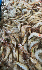 Shrimp photography, fauna photography
