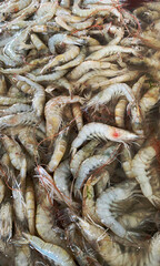 Shrimp photography, fauna photography
