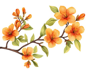 Obraz premium Delicate orange blossom branch with green leaves, isolated on transparent background