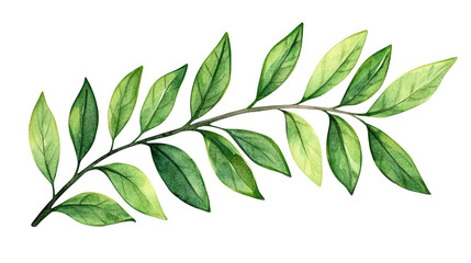 Fototapeta premium Green branch with vibrant leaves on a white background, isolated on transparent background