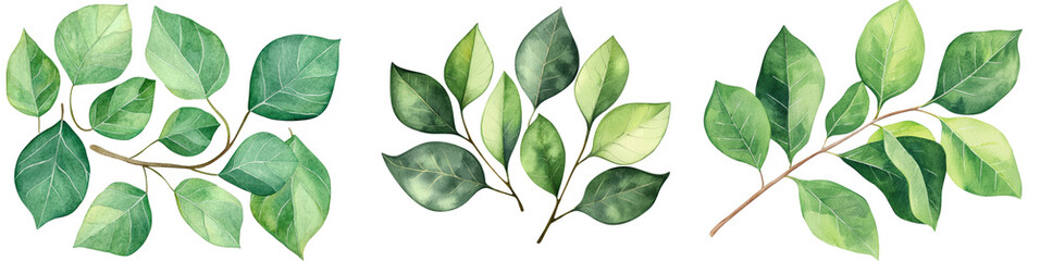 Obraz premium Gum tree leaves in various shades of green, isolated on transparent background