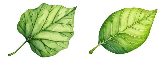 Obraz premium Two detailed green leaves with distinct textures, isolated on transparent background