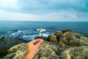 A man's hand holding daisy flowers.  nature and sea background