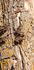 Closeup of tree trunk. Background of tree trunk.