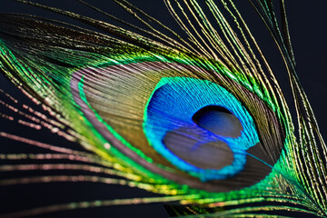 Fototapeta premium Peacock with feathers in on a. nature bird design concept. a peacock with a colored feathers and. a peacock with dark colored feathers lifestyle and.