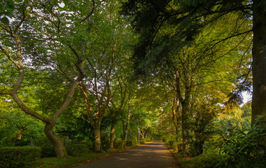 Waldfriedhof, Gräber und viele Bäume und Weg