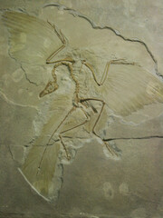Fossil of Archaeopteryx lithographica preserved in limestone, showcasing feather impressions and...