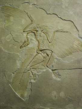 Fossil of Archaeopteryx lithographica preserved in limestone, showcasing feather impressions and skeletal details. Prehistoric specimen represents a key link in the evolution from dinosaurs to birds.
