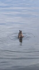 Obraz premium duck head in the water