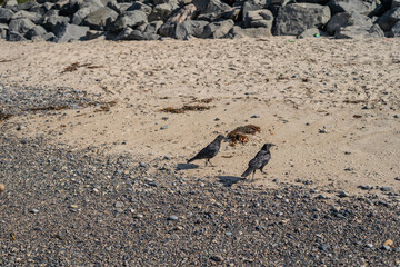 Two Beach Birds Outside on Sand Shore Pair Together