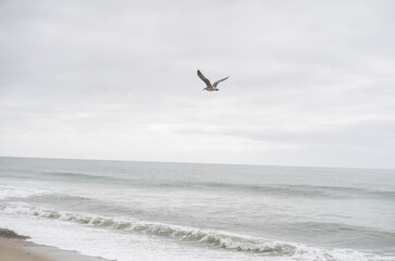 Seagull Bird Flying over Beach Area