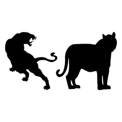 Tiger silhouette on white background