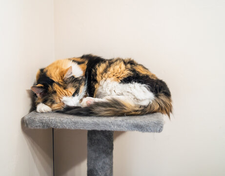 Close Up Indoor Calico Cat Sleeping