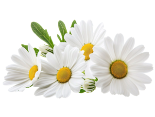 a group of white flowers with yellow center
