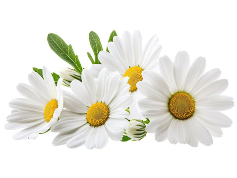 a group of white flowers with yellow center