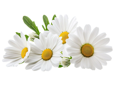 a group of white flowers with yellow center