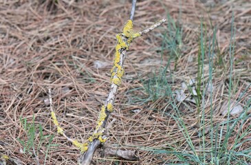 close-up of a yellow lichen on a branch in the forest