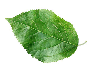 Obraz premium Green apple leaf isolated on transparent background