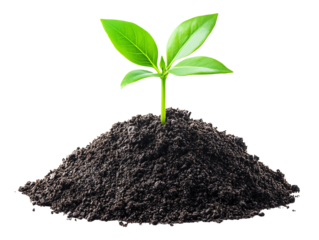 a green plant growing from dirt