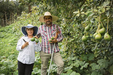 Farmers at work harvesting fresh avocados. A person harvests avocados on a farm, surrounded by...