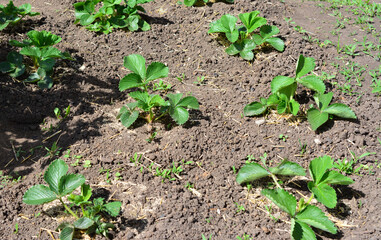 a field with a few strawberry plants and a shadow of a plant