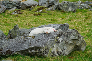 Siesta 