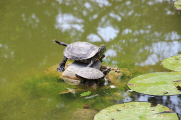 turtles in the pond