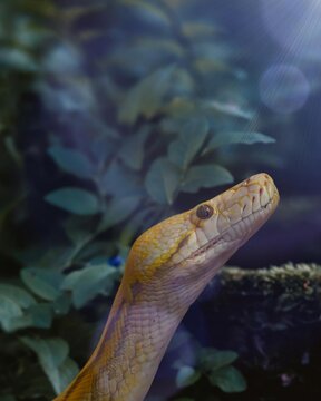Yellow python with interesting pattern is looking up. Its head is clearly visible with round eyes and slightly open mouth. The background is green with leaves. 