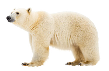 a polar bear standing on its hind legs