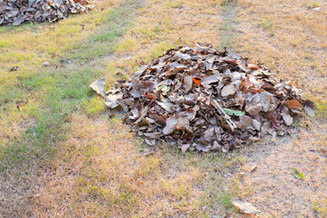 A pile of dry leaves gathered together